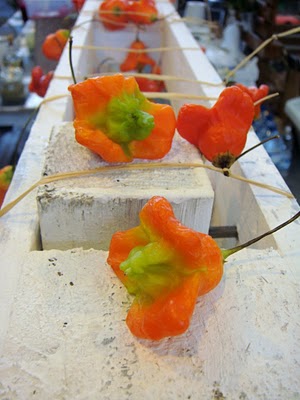 Terra Sã 2010 – Feira Nacional de Agricultura Biológica (Lisboa)