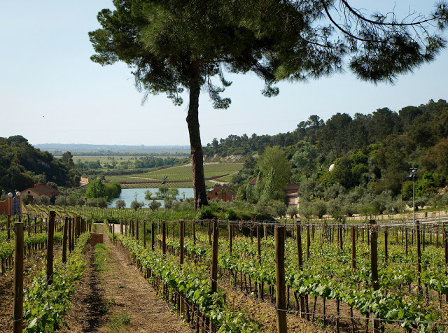 Quinta Vale D´Algares (Vila Chã de Ourique)