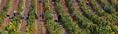 Verão na Herdade das Servas