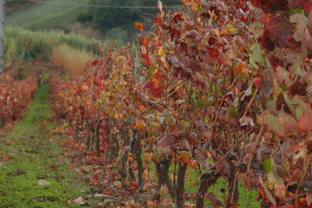 Quinta da Mata Fidalga (Anadia, Bairrada)