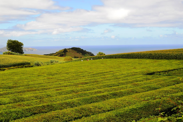 São Miguel, Açores