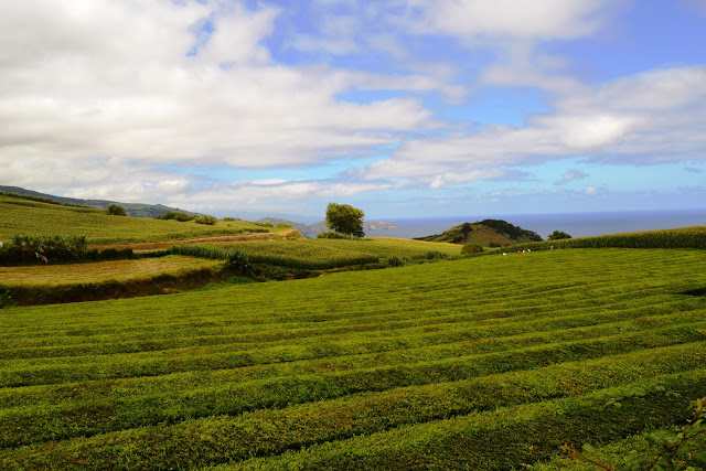 Chá Gorreana (Ribeira Grande, São Miguel, Açores)